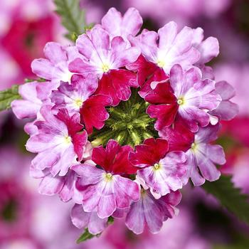 Verbena hybrida Twister™ Rose - Verbena