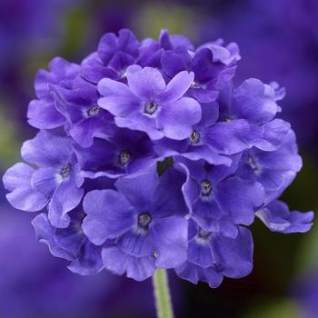 Verbena (Lanai® Upright True Blue) - Verbena