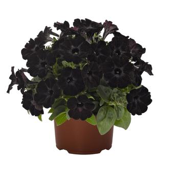 Petunia hybrid - Sweetunia® Black Satin