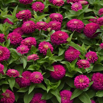 Zinnia elegans 'Zesty Fuchsia' - Zinnia