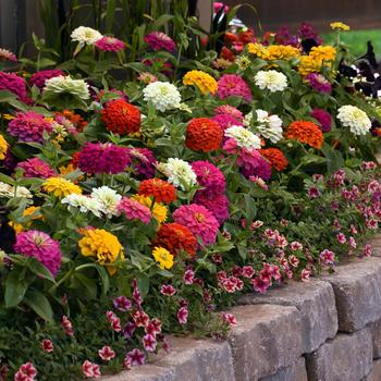 Zinnia elegans 'Zesty Mix' - Zinnia