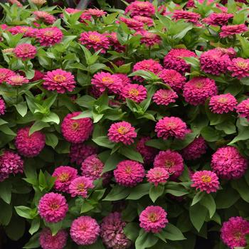 Zinnia elegans 'Zesty Pink' - Zinnia