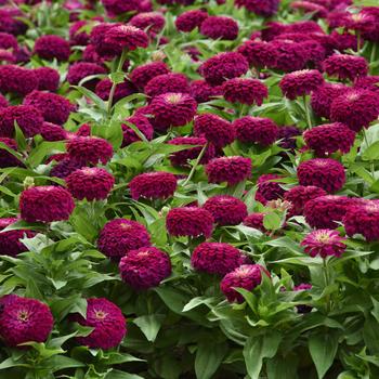 Zinnia elegans 'Zesty Purple' - Zinnia