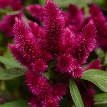 Celosia argentea 'Intenz Dark Purple' - Celosia