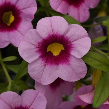 Calibrachoa 'Cabaret® Light Pink Kiss' - Calibrachoa (Trailing Petunia)