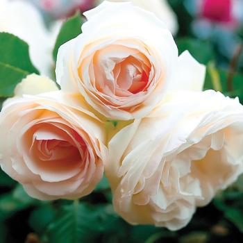 Rosa hybrid - White Eden®