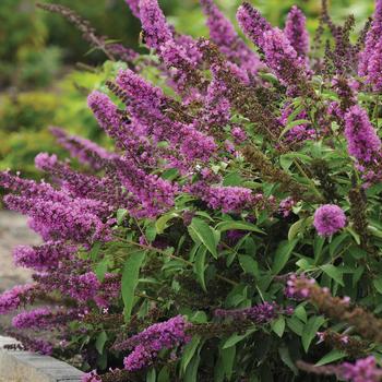 Buddleia Flutterby Petite&reg; 'Tutti Fruitti Pink' - Butterfly Bush