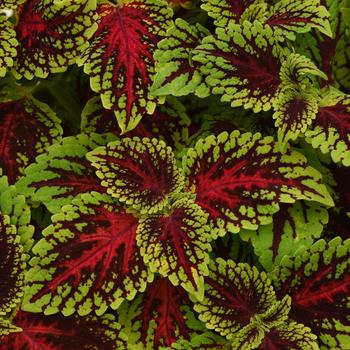 Solenostemon scutellarioides 'Dragon Heart' - Coleus