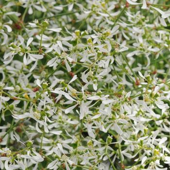 Euphorbia hypericifolia Breathless® White - Euphorbia