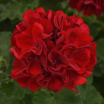 Pelargonium x hortorum Dynamo™ Dark Red - Geranium, Zonal