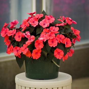 Impatiens x hybrida - SunPatiens® Compact Deep Rose