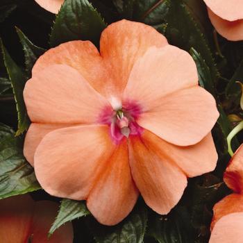 Impatiens hawkeri 'Celebration Apricot' - Impatiens, New Guinea