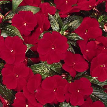 Impatiens hawkeri 'Celebration Deep Red' - Impatiens, New Guinea 