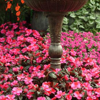 Impatiens hawkeri 'Celebration Rose Star' - Impatiens, New Guinea