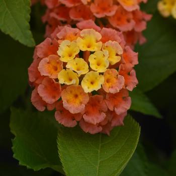 Lantana camara 'Bloomify™ Mango' - Lantana