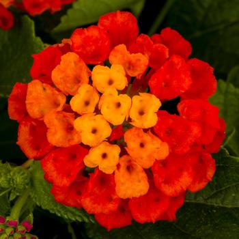 Lantana camara Hot Blooded™ Red - Lantana