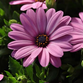 Osteospermum ecklonis 'Serenity™ Pink' - Osteospermum