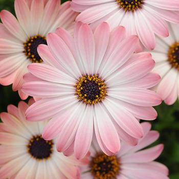 Osteospermum ecklonis 'Serenity™ Pink Magic' - Osteospermum