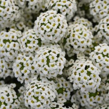 Lobularia maritima Easy Breezy™ White - Alyssum