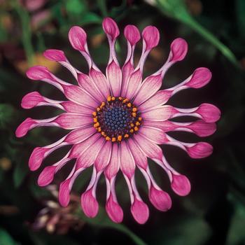 Osteospermum ecklonis FlowerPower™ 'Spider Pink' - Osteospermum 