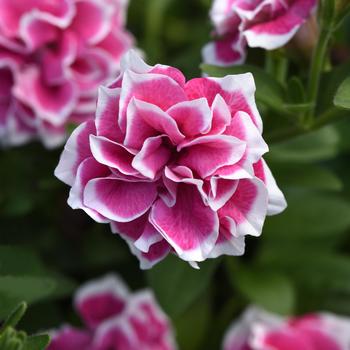 Petunia x hybrida 'Pink Diamond' - Petunia (Petchoa)