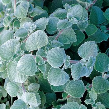 Plectranthus coleoides Nicolleta - Plectranthus