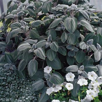 Plectranthus argentatus Silver Shield - Plectranthus