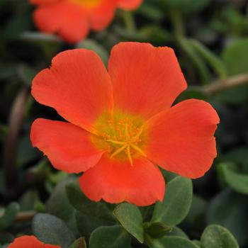 Portulaca oleracea 'Rio Grande™ Orange' - Portulaca