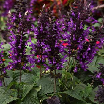 Salvia guaranitica 'Purple & Bloom' - Salvia