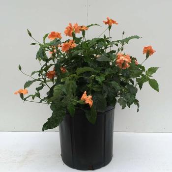 Crossandra infundibuliformis 'Orange Marmalade' - Crossandra