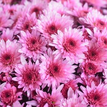 Chrysanthemum (Chrysanthemum x morifolium 'Misty Lilac Pink