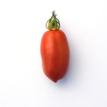 Lycopersicon esculentum 'San Marzano' - Tomato