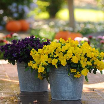 Viola x wittrockiana Cool Wave® Golden Yellow - Pansy