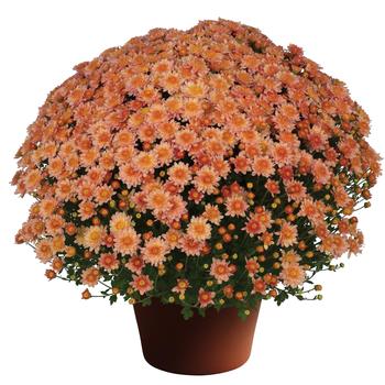 Chrysanthemum x morifolium - Chelsey™ Coral