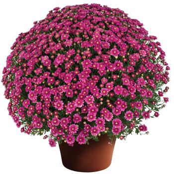 Chrysanthemum x morifolium - Chelsey™ Pink