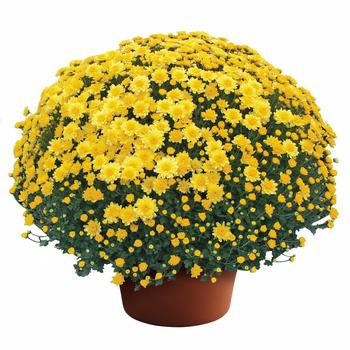 Chrysanthemum x morifolium - Chelsey™ Yellow