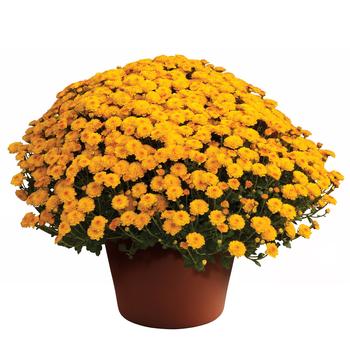Chrysanthemum x morifolium - Gigi™ Gold