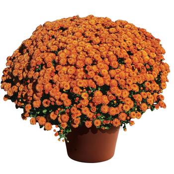 Chrysanthemum grandiflorum - Gigi™ Orange