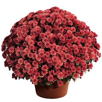 Chrysanthemum x morifolium - Cheryl™ Jolly Red