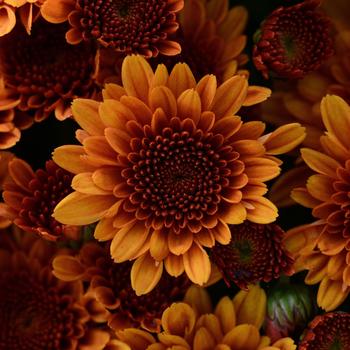 Chrysanthemum x morifolium - Copper Coin Bronze