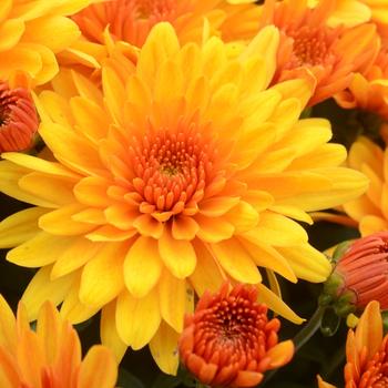 Chrysanthemum grandiflorum - Fireglow Bronze 