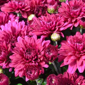 Chrysanthemum x morifolium - Plumberry Purple