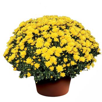 Chrysanthemum x morifolium - Brittany™ Yellow