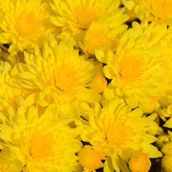 Chrysanthemum - 'Honeyblush Yellow'
