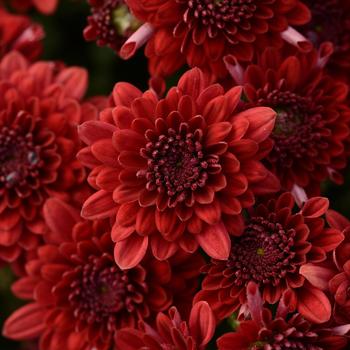 Chrysanthemum x morifolium - Majesty Red