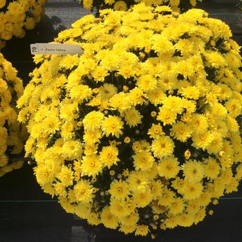 Chrysanthemum x morifolium - Belgian® 'Padre Yellow'