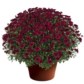 Chrysanthemum x morifolium - 'Patty Purple'