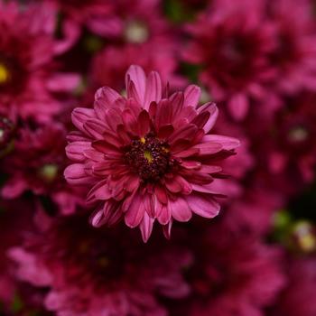Chrysanthemum x morifolium - Stellar Purple