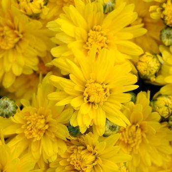 Chrysanthemum x morifolium - 'Stellar Yellow' Garden Mum
