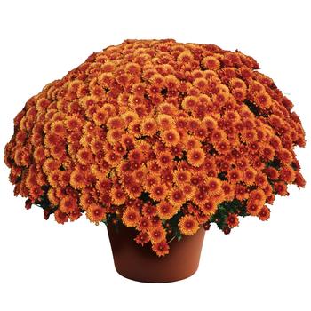 Chrysanthemum x morifolium - Beverly™ Bronze